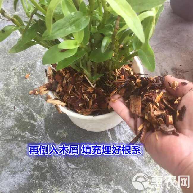 铁皮石斛种苗  铁皮石斛盆景