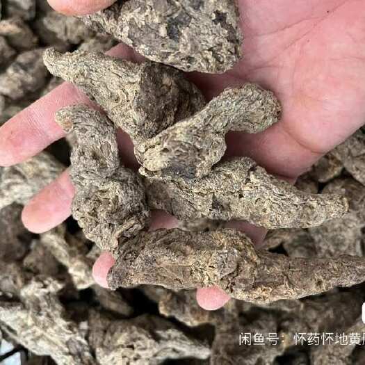 洛阳地黄