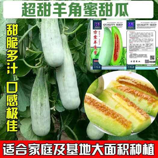 邵东市羊角蜜甜瓜种子超甜羊角脆酥薄皮香瓜籽农家四季春季瓜果阳台盆栽