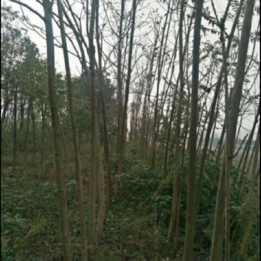 臭椿