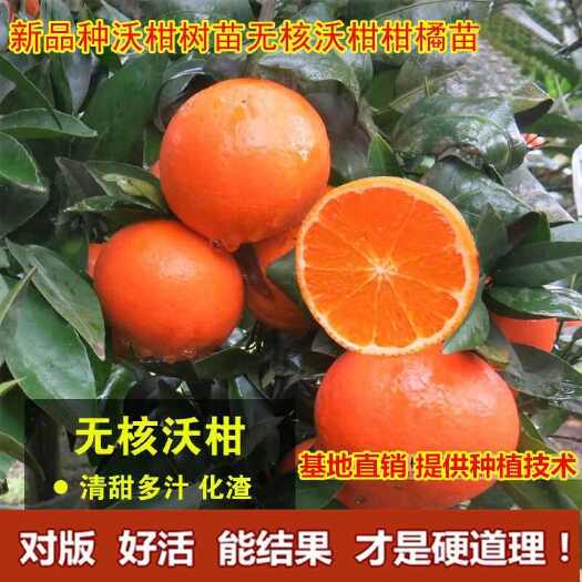 灵山县沃柑树苗杯苗091沃柑苗沃柑苗有籽沃柑无籽柑桔果树苗大全特大