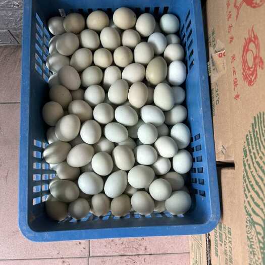 平湖市绿壳蛋 乌鸡蛋 土鸡蛋 28.5斤