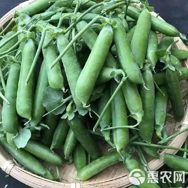 云南新鲜青豌豆带壳