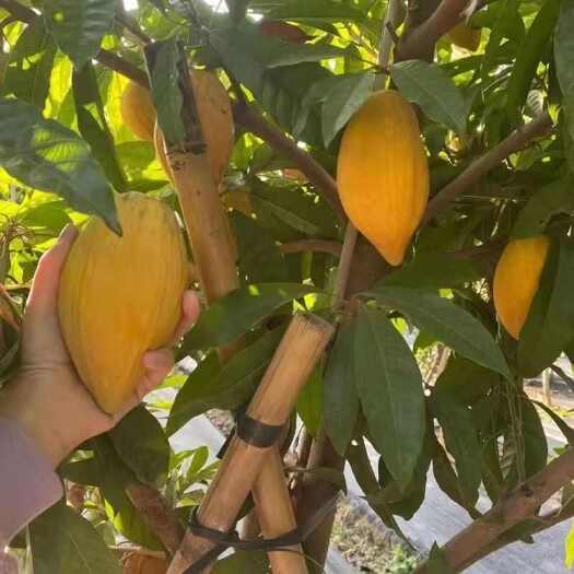 蛋黄果苗耀堂仙桃苗木瓜仙桃嫁接大果鸡蛋果新贵果树苗可盆栽四季