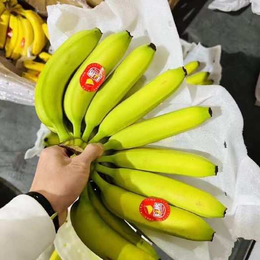 上海精品二黄香蕉批发，保质保量，全国可发，一分钱一分货