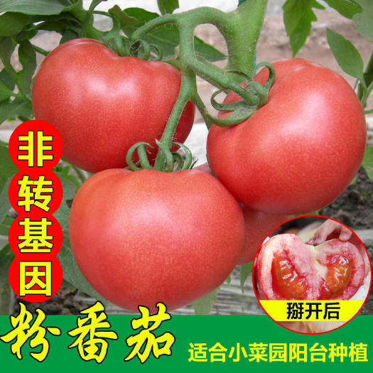 番茄种子春季大西红柿种籽四季菜粉红沙瓤柿子盆栽西红柿蔬菜种孑