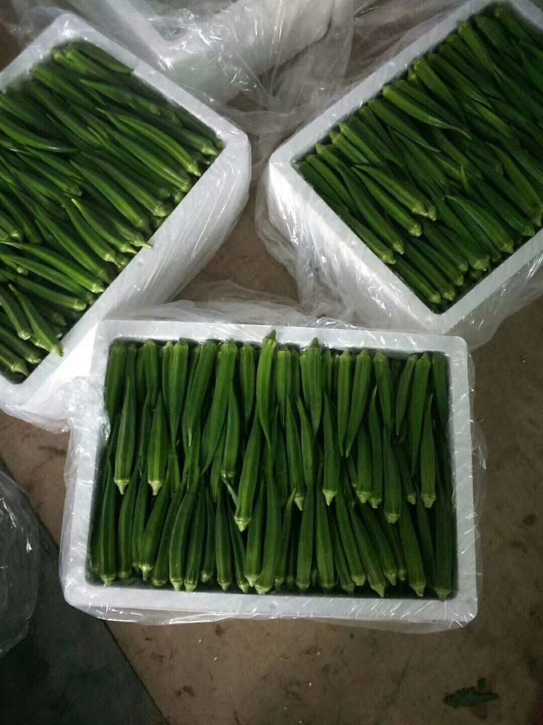 耘峰六号纯杂交水果秋葵