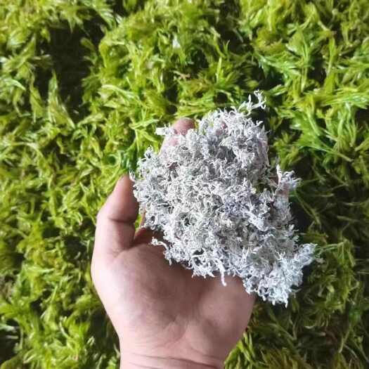 桑植县正品张家界莓茶藤茶神仙草一级野生龙须芽尖