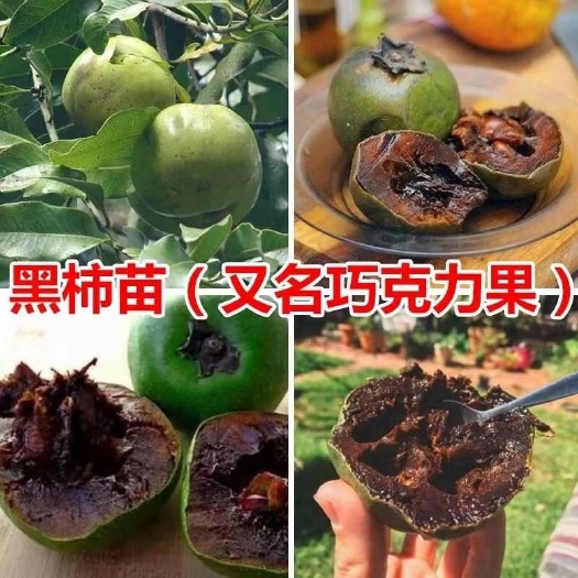 灵山县四季黑柿巧克力布丁果树苗纯甜嫁接黑柿苗原土球带叶发货包邮