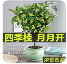 桂花树苗四季桂花卉盆栽八月桂花苗金桂大树室内好养开花丹桂庭院