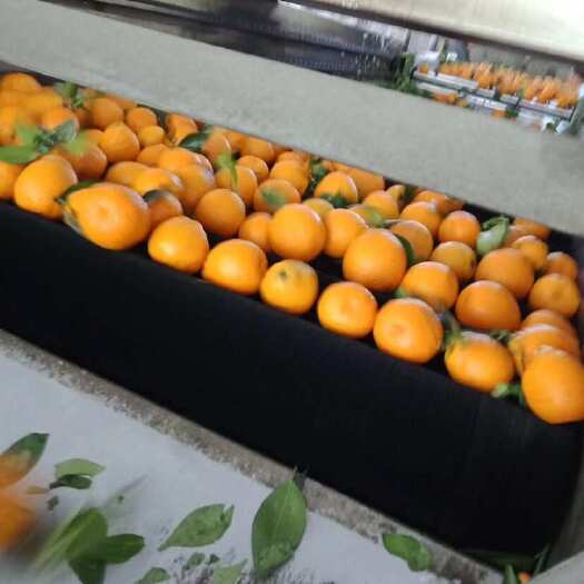 石棉县新鲜黄果甘