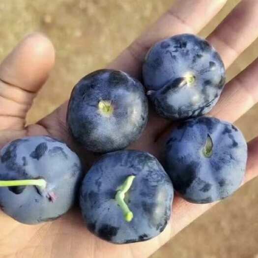 蓝莓苗 L25 L26 F6蓝莓苗 抗寒蓝莓东北新疆户外过冬