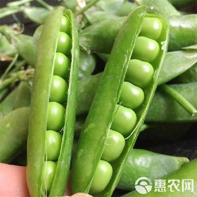 云南新鲜青豌豆带壳