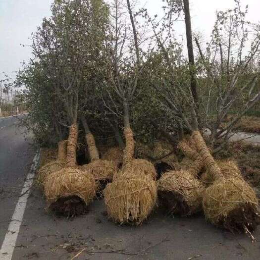 蒙阴县木瓜树