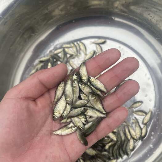 长沙快大型良种鲫鱼苗 中科5号鲫鱼  湘云鲫鱼