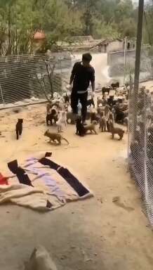 桂林肉狗   狗崽   土狗