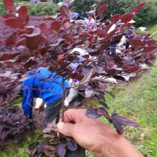 安乡县红花继木