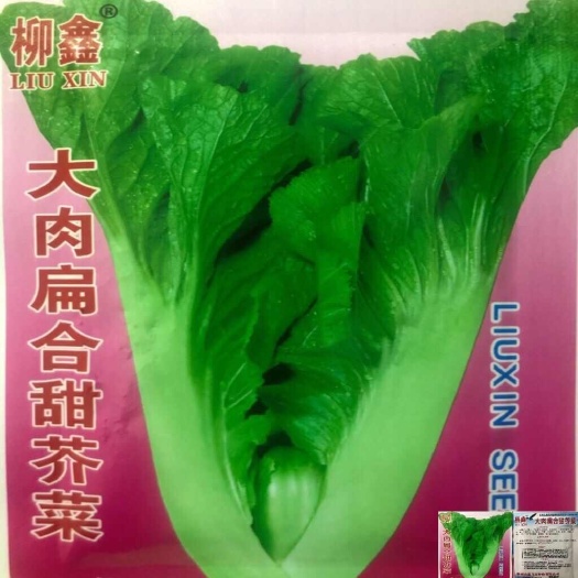 大种扁哈甜芥菜种子大肉甜芥菜种子春夏秋四季芥菜蔬菜种子原包装