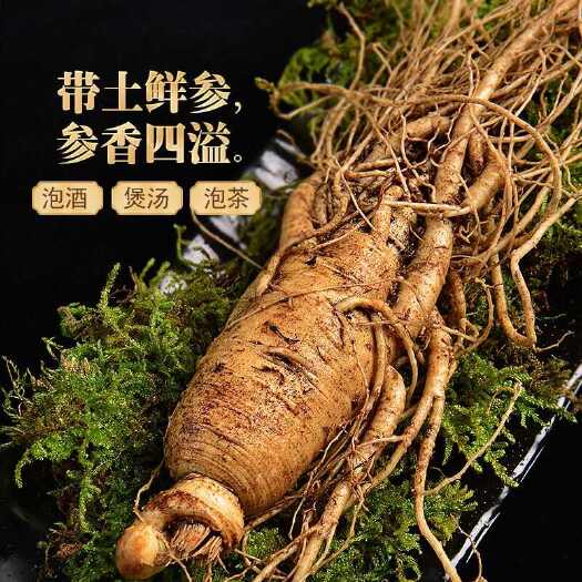 通化县特大新鲜人参6一10年东北长白山鲜人参泡酒山参现挖包邮