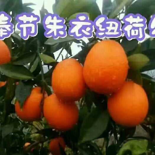 云阳需要奉节脐橙的请联系