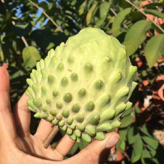 攀枝花攀枝花甜蜜释迦果凤梨释迦