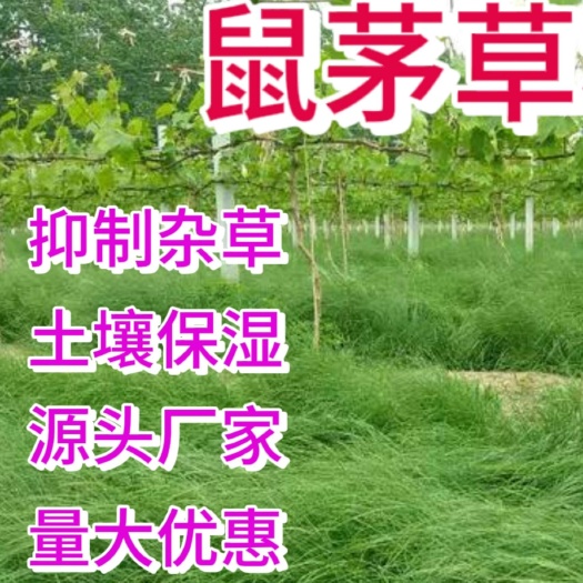 鼠茅草种子果园绿肥鼠茅草草种鼠茅草种鼠茅草种籽鼠茅草种子批发