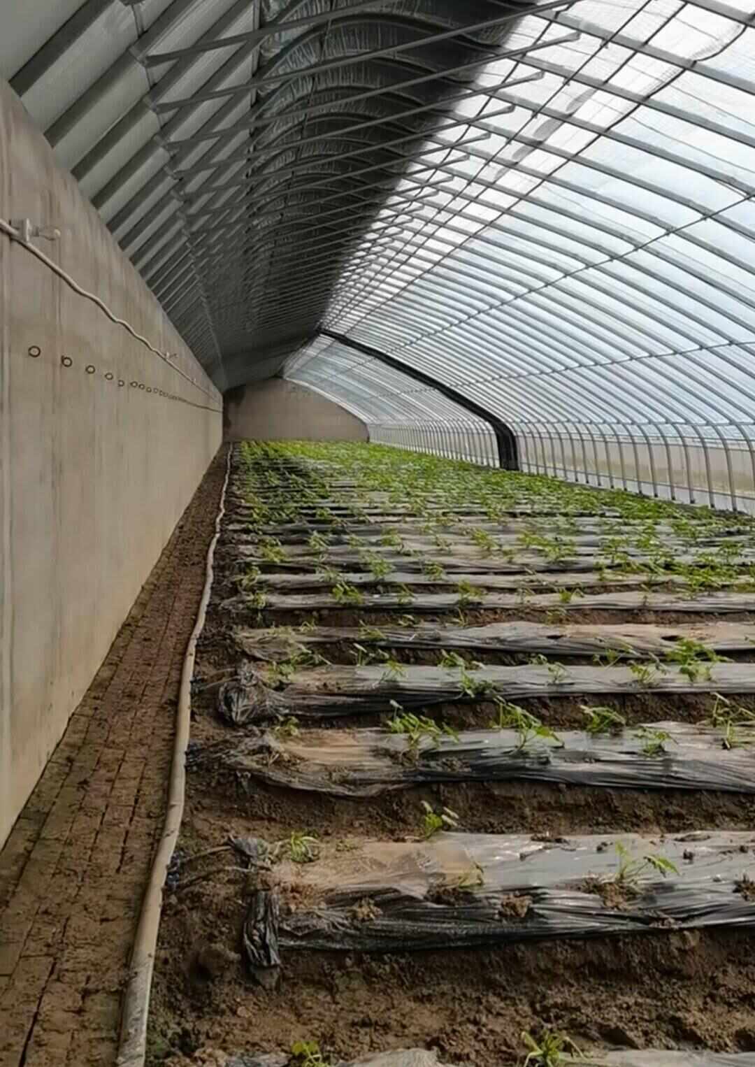 大棚管厂家，定尺定做建各种蔬菜大棚，养殖大棚联动大棚欢迎咨询