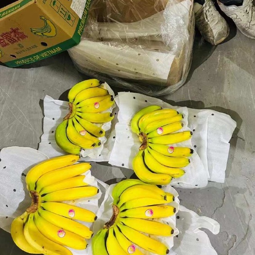 上海精品二黄香蕉，一手货源，保质保量，全国可发