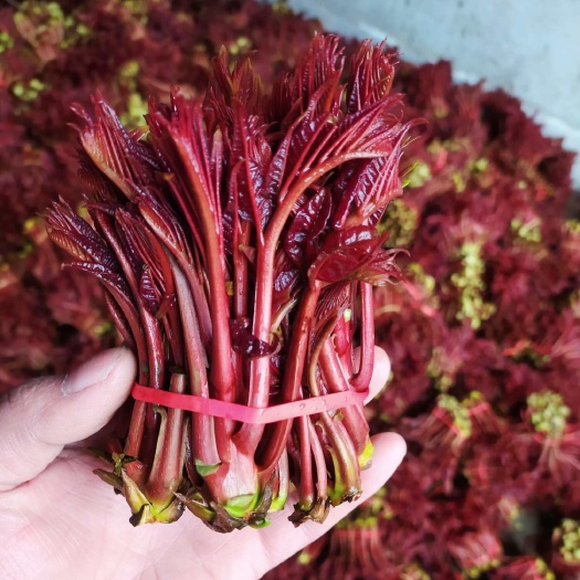 大竹县香椿芽