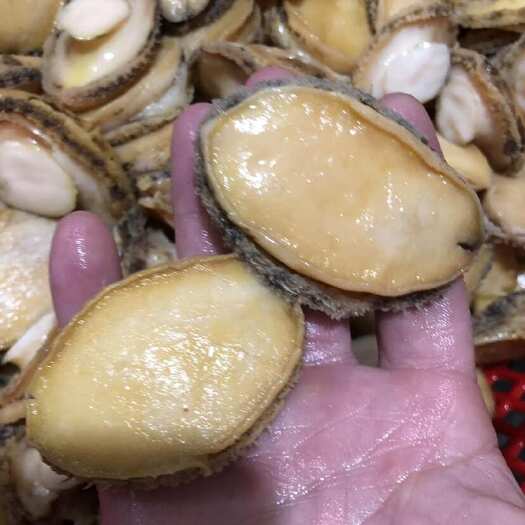 湛江湛江鲍鱼肉新鲜冷冻去壳鲍鱼仔小鲍鱼商用海捕大鲍鱼鲜活海鲜水产