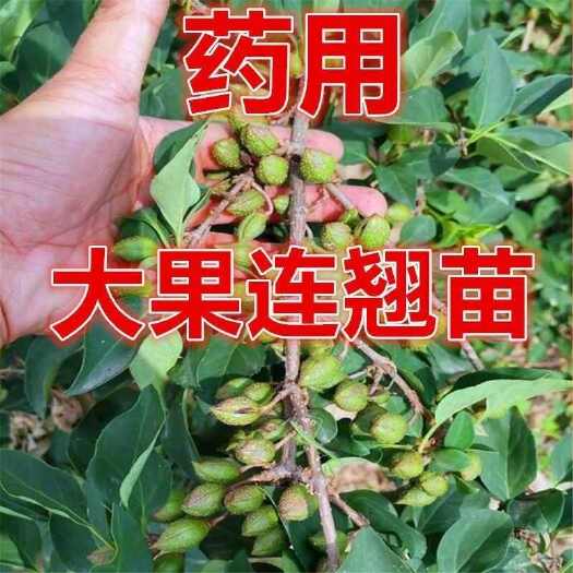 林州市药用大果连翘树苗
