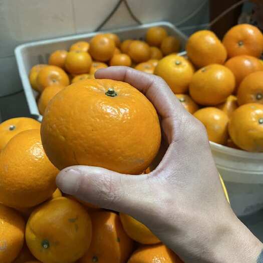  沃柑