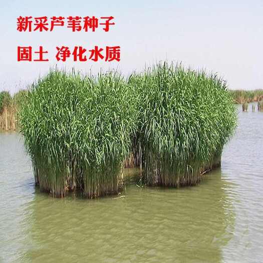 苏州芦苇种子草籽春季水生植物开花湿地池塘道路公园绿化旱地葭兼种籽