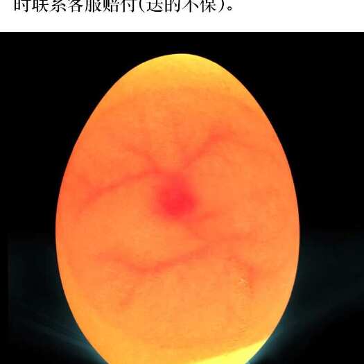 京山市土鸡种 江汉鸡 苏禽 种蛋 受精蛋  种蛋受精率90以上