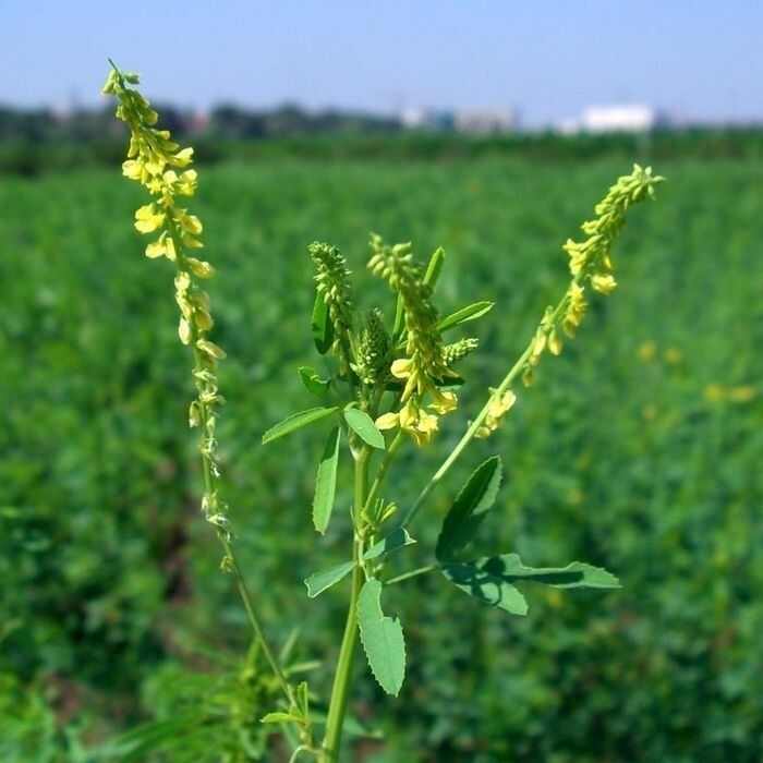 草木樨种子 草木犀 蜜源植物 黄花草 牧草型 绿肥 耐寒耐热