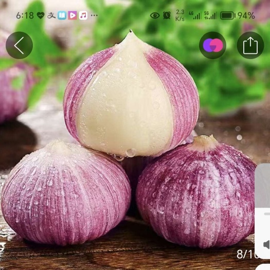 广州新鲜独头蒜批发