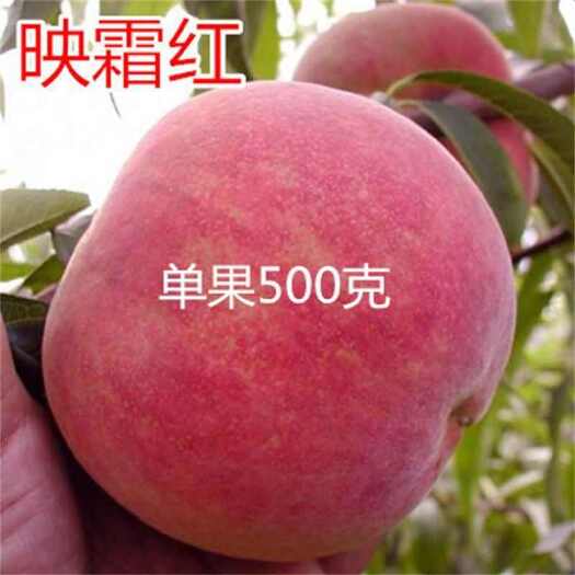 平邑县山东映霜红桃树苗嫁接映霜红桃苗沂蒙霜红桃苗雪桃苗晚熟黑桃树苗