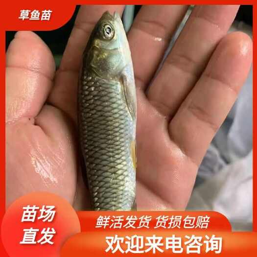 博罗县草鱼苗