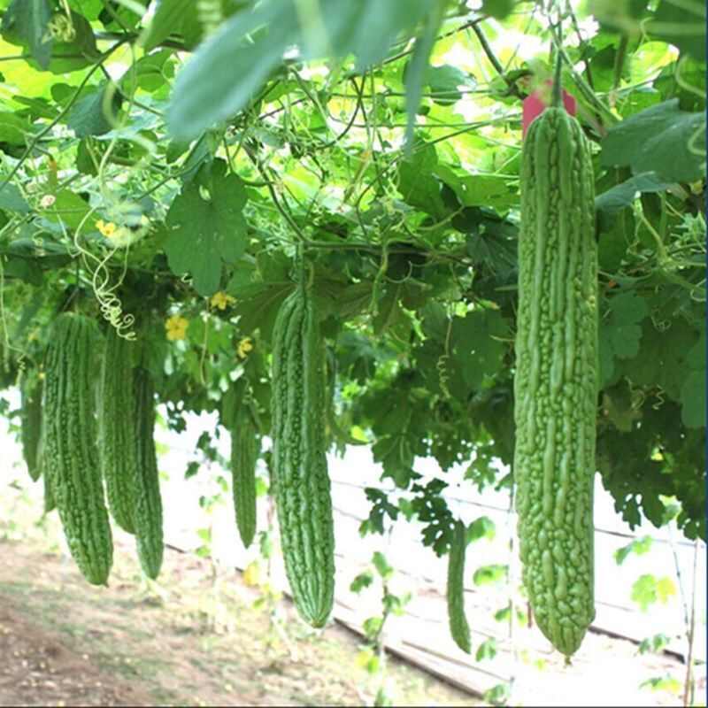 翠秀绿珍珠苦瓜种子高产抗病长绿疙瘩绿耐热耐低温四季播蔬菜种籽