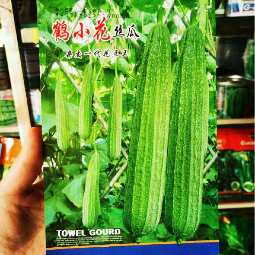 沭阳县早熟丝瓜种子鹤小花丝瓜种子 大花点香甜丝瓜种子