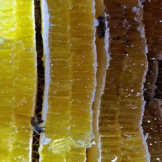 沿河县山林土蜂蜜