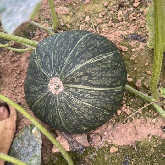 昌江县板栗南瓜，中上等货
