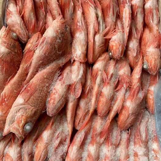 青岛红鲷鱼