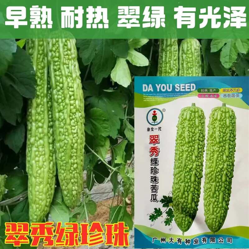 翠秀绿珍珠苦瓜种子高产抗病长绿疙瘩绿耐热耐低温四季播蔬菜种籽