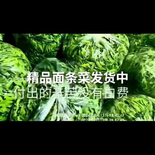  面条菜