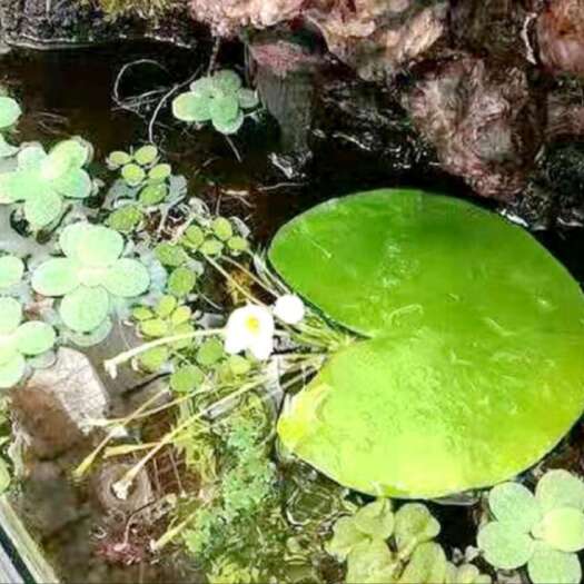 长沙碗莲