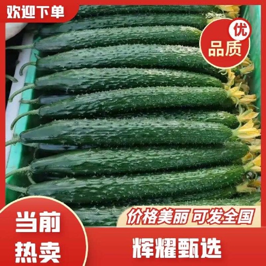 莘县蜜刺，油亮，绿肉黄瓜