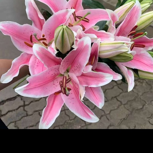 广州重瓣香水百合花种球盆栽香雪兰花卉绿植物室内四季开花郁金香