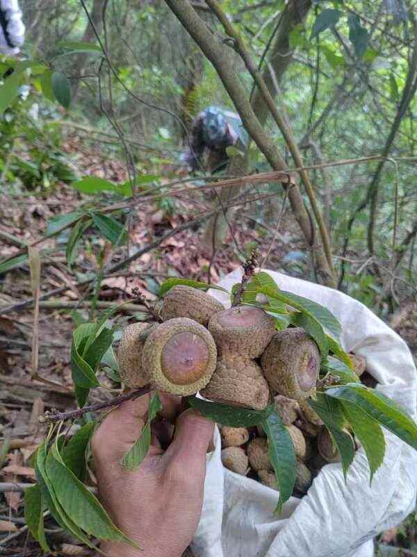 野生风流果干品，已沉水晒干