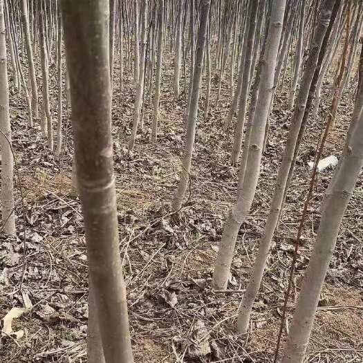 陇南核桃苗 薄皮核桃苗 香玲核桃苗 清香核桃苗